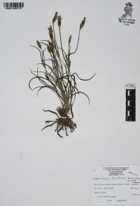 Sisyrinchium tenuifolium image